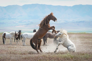 Utah Wild Horses 052823-184