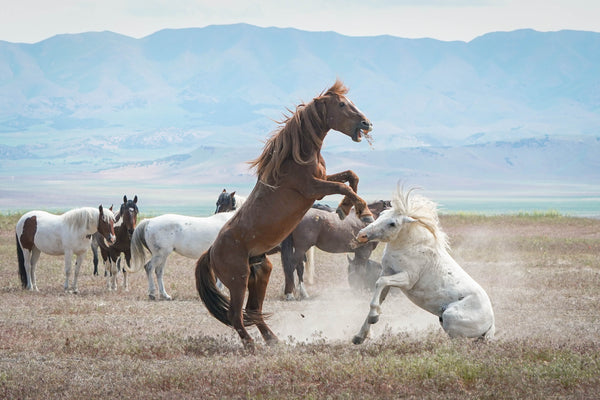 UtahWildHorses052823-184_600x.
