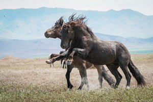 Wild Horses 052823