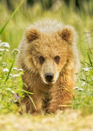Cute Baby Bear Cub, Brown Bear Cub by Rob's Wildlife