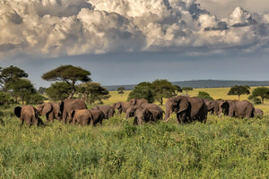 Herd of Elephants in Tarangire, Tanzania, Africa