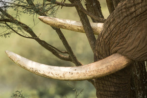 Elephant tusk closeup, tusk photograph by Rob's Wildlife
