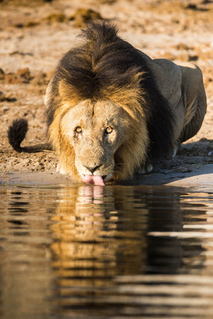 Lion lapping water - Wildlife Photography - Lion Fine Art