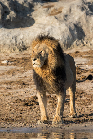 Full Body Lion Photography Print by Rob's Wildlife