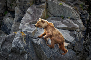 Alaska Bear Climbing Rock by Rob's Wildlife