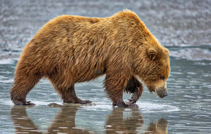 Clamming Coastal Brown Bear Photography Print by Rob's Wildlife