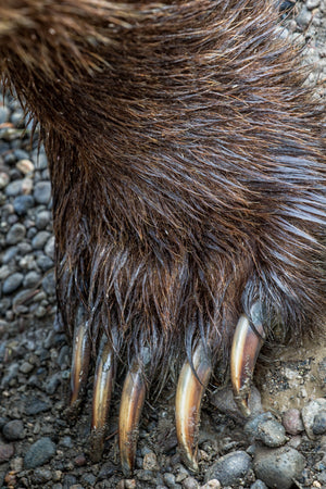 Alaska Grizzly Claws Closeup