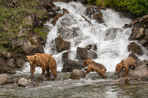 Grizzly Bear with cubs crossing waterfall photography print by Rob's Wildlife
