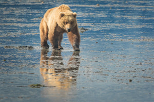 Alaska Grizzly Bear water reflection by Robs Wildlife