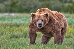 Mr Grumpy Pants, Alaska Brown Bear Art by Rob's Wildlife