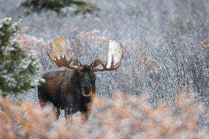 Bull Moose in Fall, Antlers, Rustic Wildlife Fine Art by Rob's Wildlife