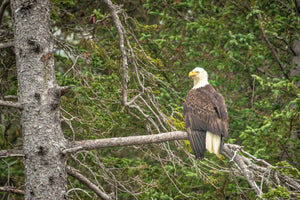 American Bald Eagle on branch, Eagle Art