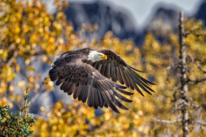 Swooping American Bald Eagle in Alaska, Robs Wildlife