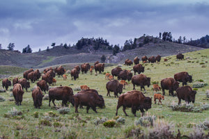 Bison herd Yellowstone by Rob's Wildlife Rob Daugherty