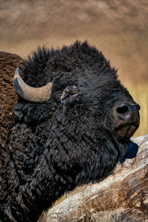 Bison Portrait, Buffalo Closeup by Rob's Wildlife