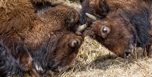 Bison locking horns, Buffalo Closeup, Wildlife Photography by Rob's Wildlife