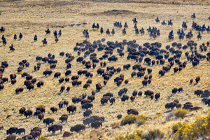 Large herd of bison, bison roundup, buffalo roundup, Rob's Wildlife