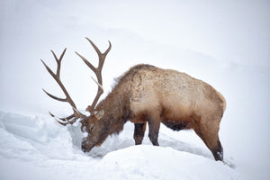 Elk digging through snow, Elk photography art
