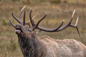 Bugling Bull Elk - Elk Photography Print by Rob's Wildlife