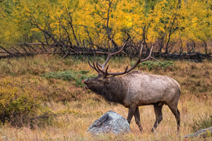 Bull elk during fall colors, elk art by Rob's Wildlife