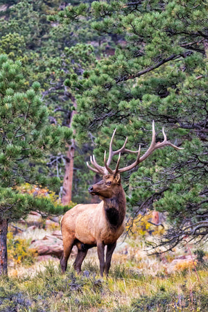 Colorado Bull Elk Photography Print by Rob's Wildlife