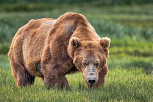 Alaska Brown Bear, Grizzly Bear Photography by Rob's Wildlife