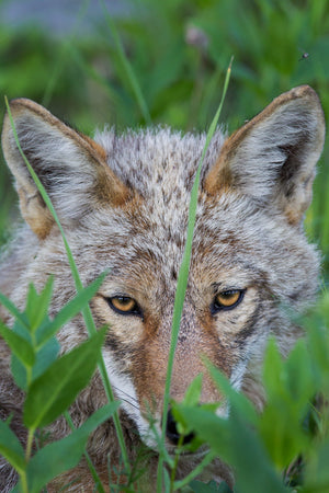 Coyote Portrait Closeup, Wildlife Photography by Rob's Wildlife