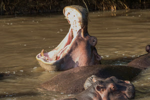 Yawning Hippopotamus, Hippo Art, Africa Wildlife Art by Rob's Wildlife