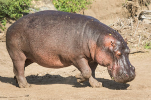 * Hippopotamus 2199