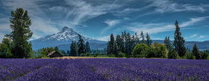 Lavender Fields, Field of Flowers, Tranquil Landscape Photography by Rob's Wildlife