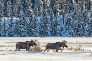 Two moose walking through snow in winter, Wildlife photography by Rob's Wildlife