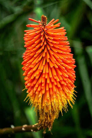 Red Hot Poker Flower, Orange and Yellow Flower Macro Photography by Rob's Wildlife