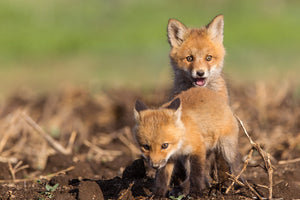 Two fox kittens, fox pups, 2 baby fox, baby animal art by Rob's Wildlife