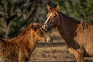 Mare horses kissing foal art by Rob's Wildlife