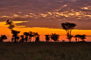 Serengeti Sunset, orange sunset silhouette trees, landscape photography by Rob's Wildlife