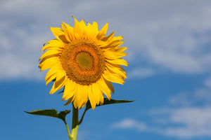 Single sunflower on blue sky background