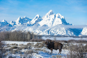 Bison in front of Mount Moran, Buffalo Art, Snow, Mountain, Rob's Wildlife