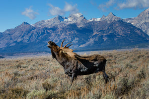 Bugling Bull Moose in front of mountains by Rob's Wildlife