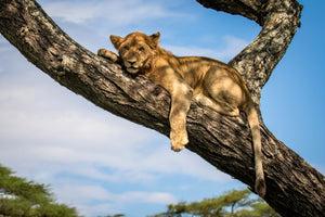 Juvenile lion in the wild, African wildlife photography