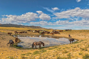 Wild Horses around water hole, Horse Photography Art by Rob's Wildlife