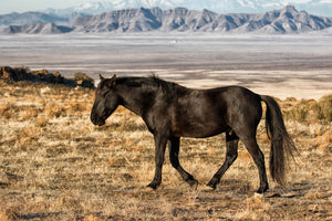 Black Horse, Wild Mustang Art, Horse Photography by Rob's Wildlife