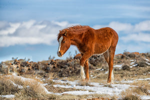 NEWBORN FUZZY HORSE, West Desert, Utah