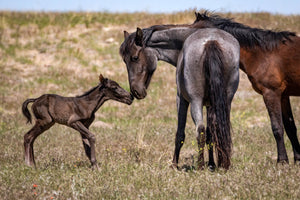Newborn Horse Kisses, Wild Horse Photography Print by Rob's Wildlife