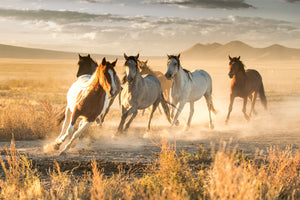 Rustic wild horse photography print