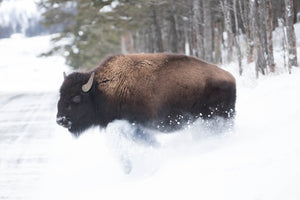 Single bison in snow, buffalo brown white art by Rob's Wildlife