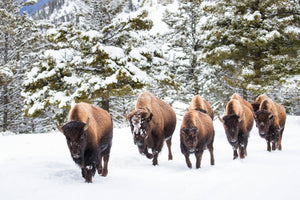 Bison walking in a line, snow, winter, evergreen by Rob's Wildlife