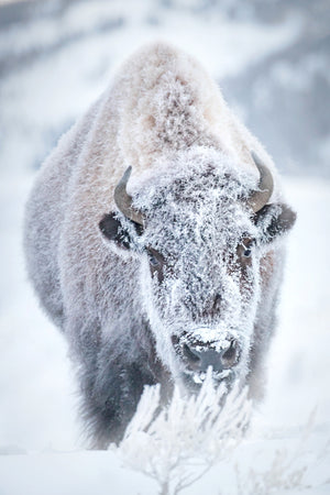 Snow covered bison, snowy bison, buffalo art by Rob's Wildlife