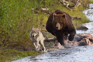Bear chasing the wolf by Rob's Wildlife