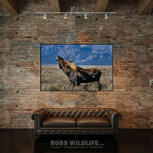 Bugling Moose Closeup, Moose Rut, Calling Jackson Wyoming - Moose Photography