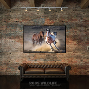 Galloping Paint Horse, Wild Mustang, Horse Photography by Rob's Wildlife